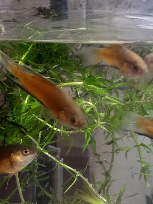 Аквариумные рыбки