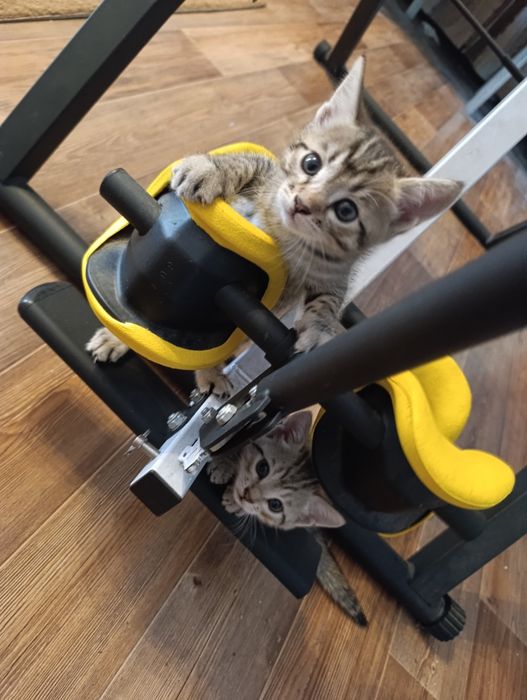 Котенок ищет семью и личный диван!
