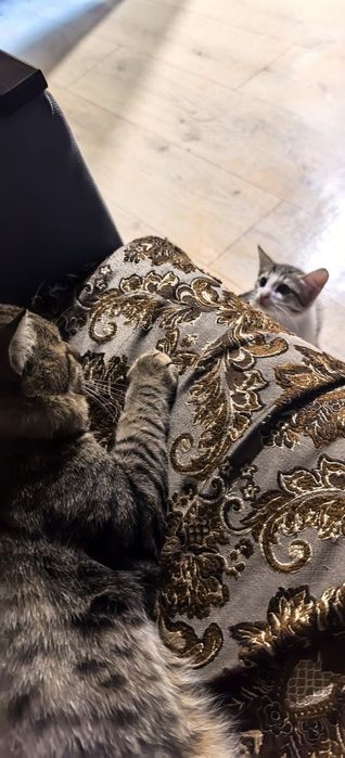 Котята  ищут своих людей