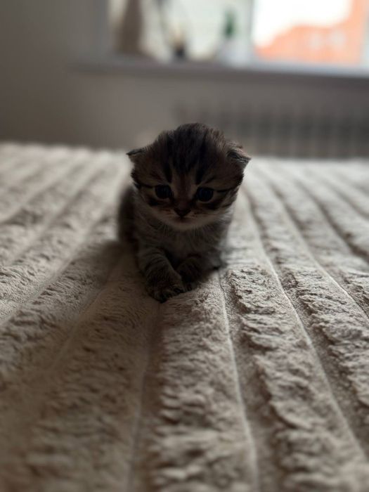 Продаются котята скоттиш страйт