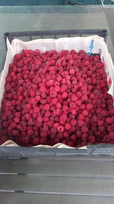 Продам свежую малину