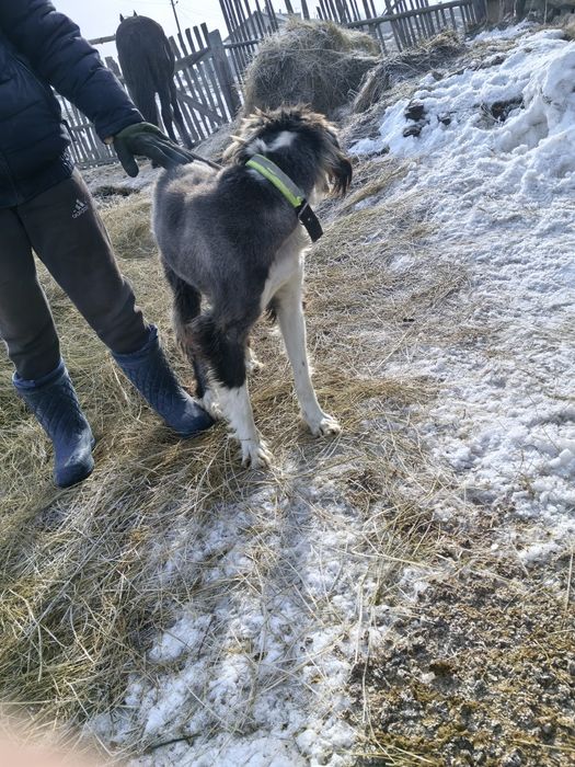 Тазы Арлан робочи