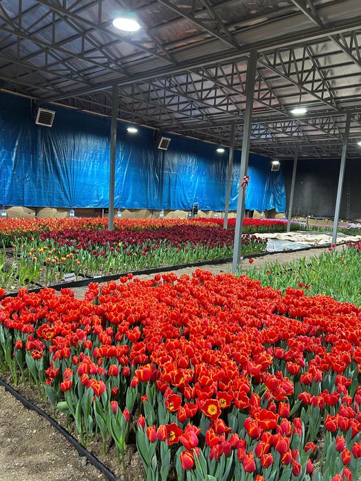 Тюльпаны оптом и в розницу