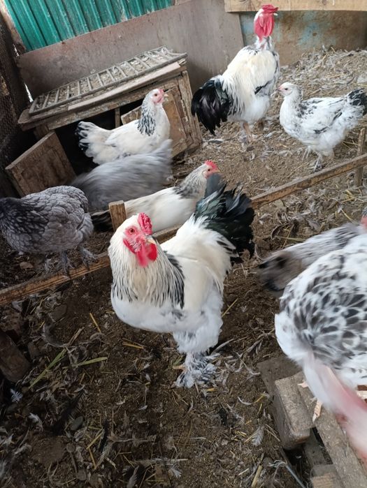 Петух Светлой брамы