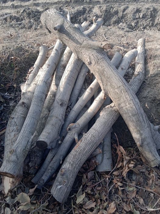 Yong‘oq daraxti sirochni sotiladi