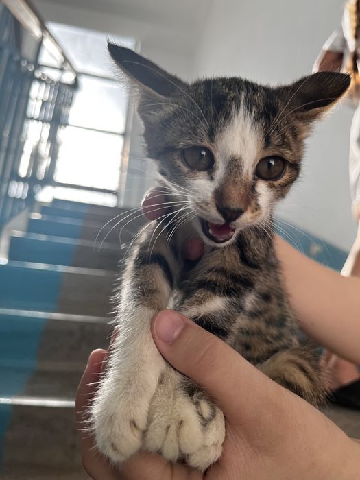 Изем любящий дом для котенка