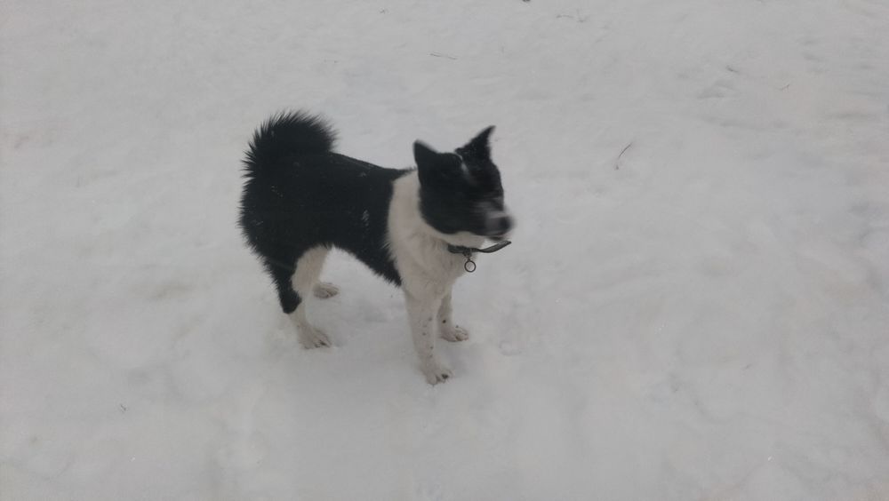 Ищем кобеля на вязку