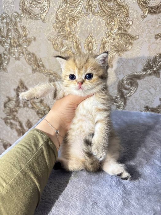 Соткада британчалар