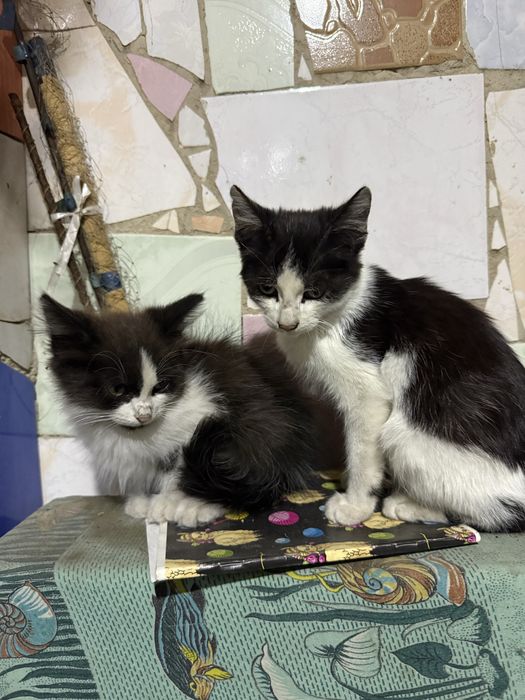 отдам котят в добрые руки