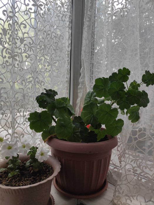 Продам комнатные цветы