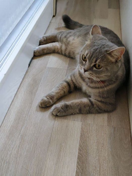 Продаётся с чистокровные британский скотч Страйк