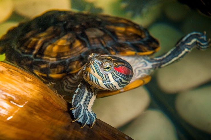 Красноухая черепаха