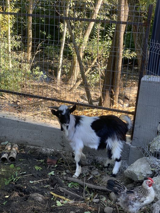 Un berbecuț și un ied de vânzare