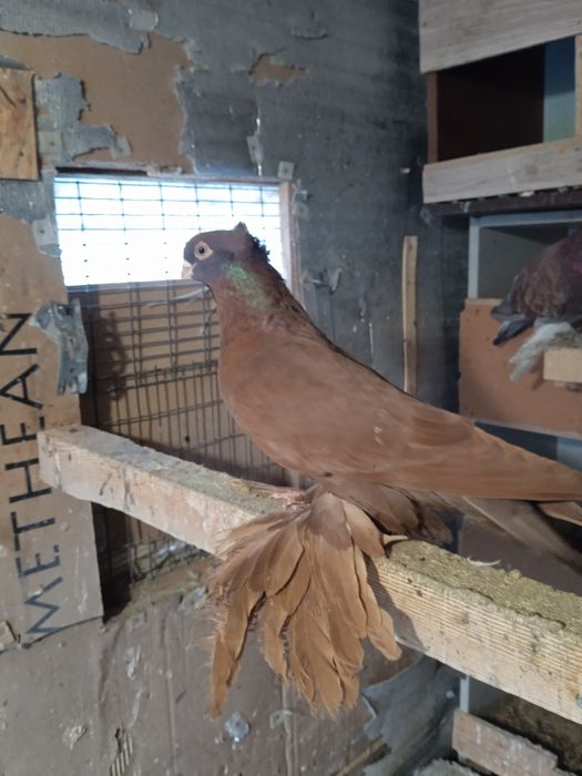 Прадам трёх голубеи