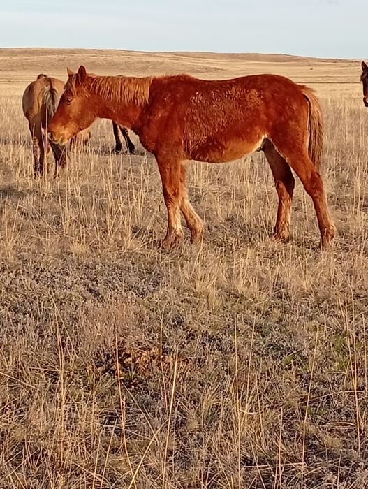 Тай   тяжеловоз.