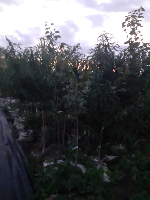 Pomi la container an 3