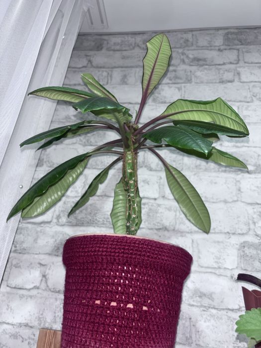 Продам молочай беложильчатый