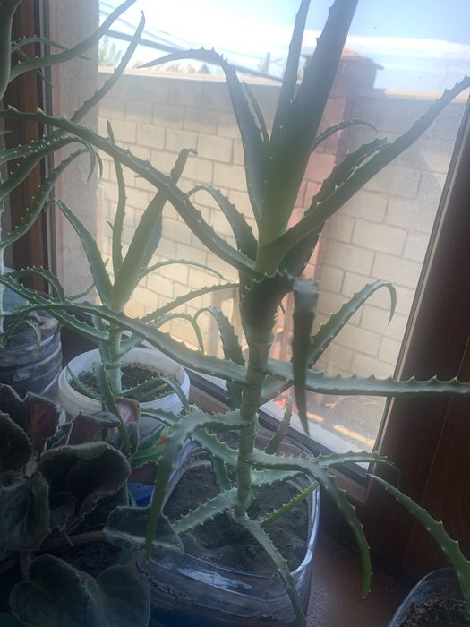 Алое лечебный