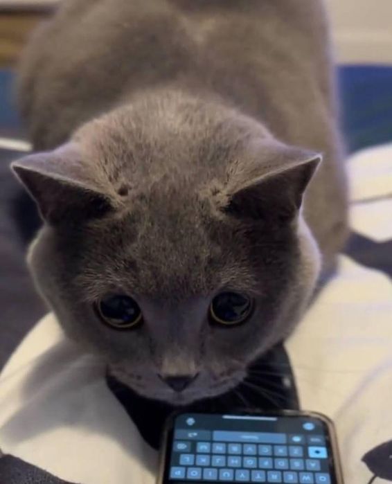 Британский фолд, 6-ойлик 200$