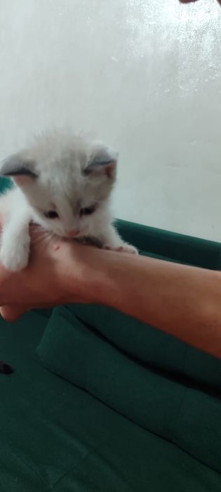 Котята и кошки в дар