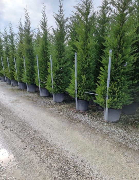 Vând tuia leylandii de mai multe dimensiuni