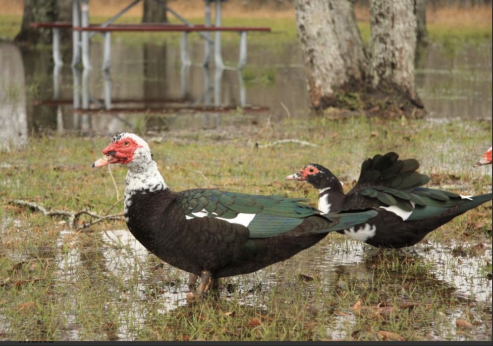 Vand famile de rate mute 6rate si ratoiul pret in privat