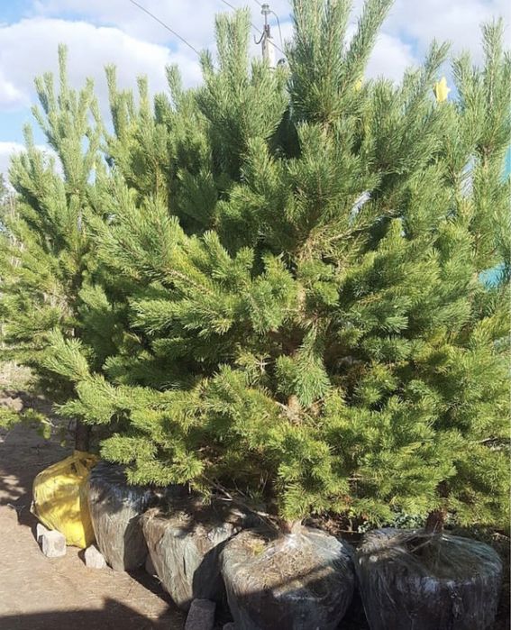 Сосна обыкновенная