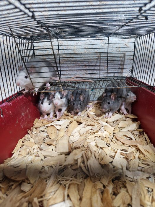 Декоративные крысы