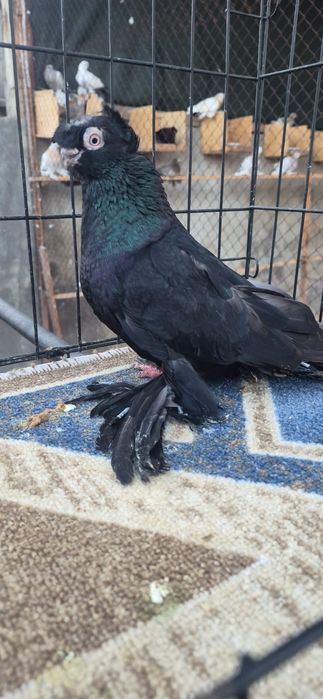 Голуби разных пород