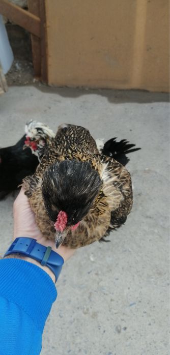 Карейски япончаларди тухумлари бор