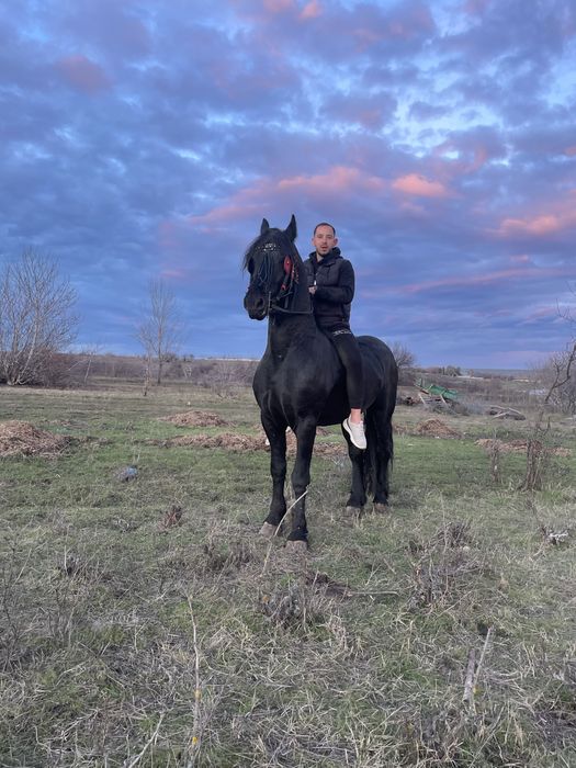 Vand armasar frizian 3,5ani talie mare