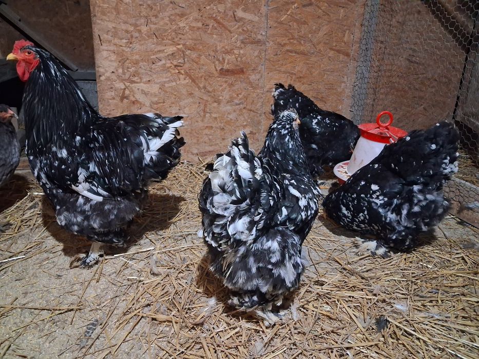 Vand oua incubatie brahma.bobat