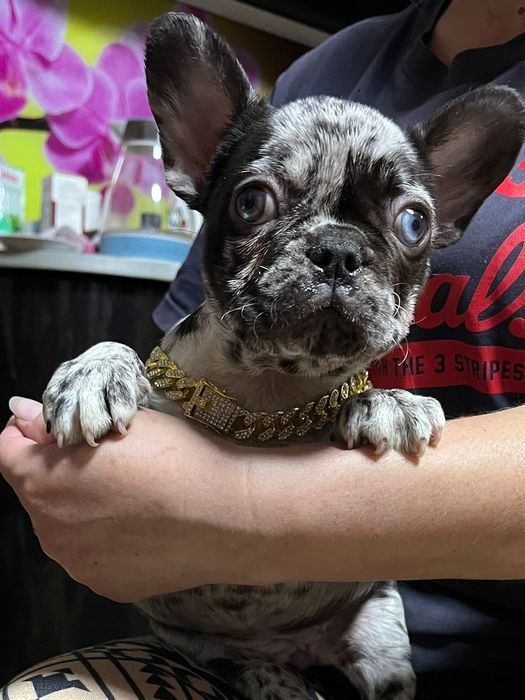 Французские бульдоги