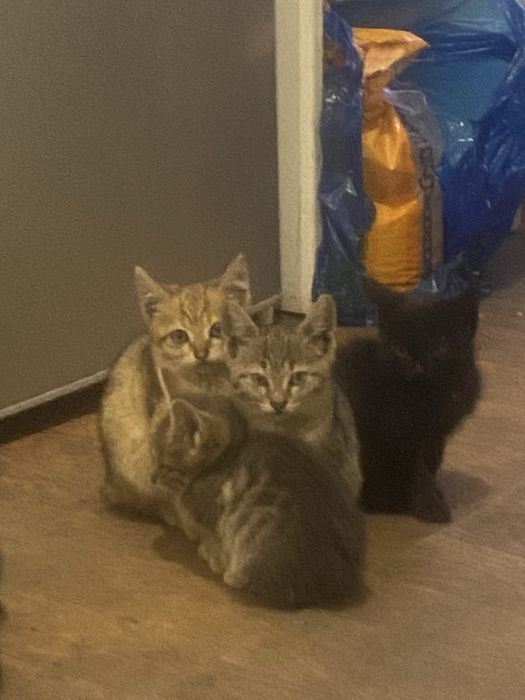 Отдам котят в хорошие руки