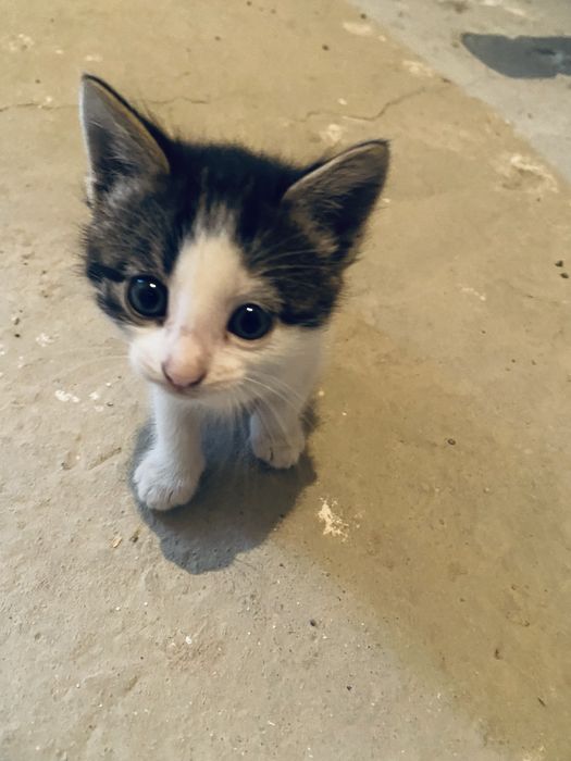 Отдаем Котяток.