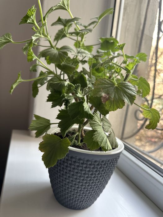 Королевская герань