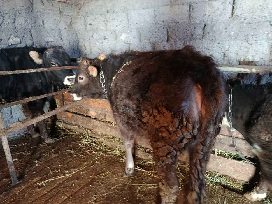 Продам  телку 44000