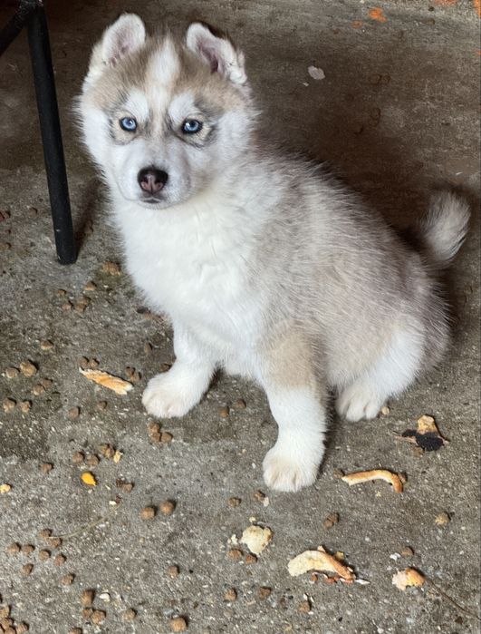 Husky Siberian femela, 8 săptămâni, crescută în familie