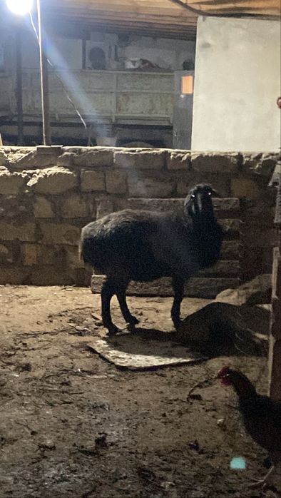 Қысыр ірі семіз қой сатылады