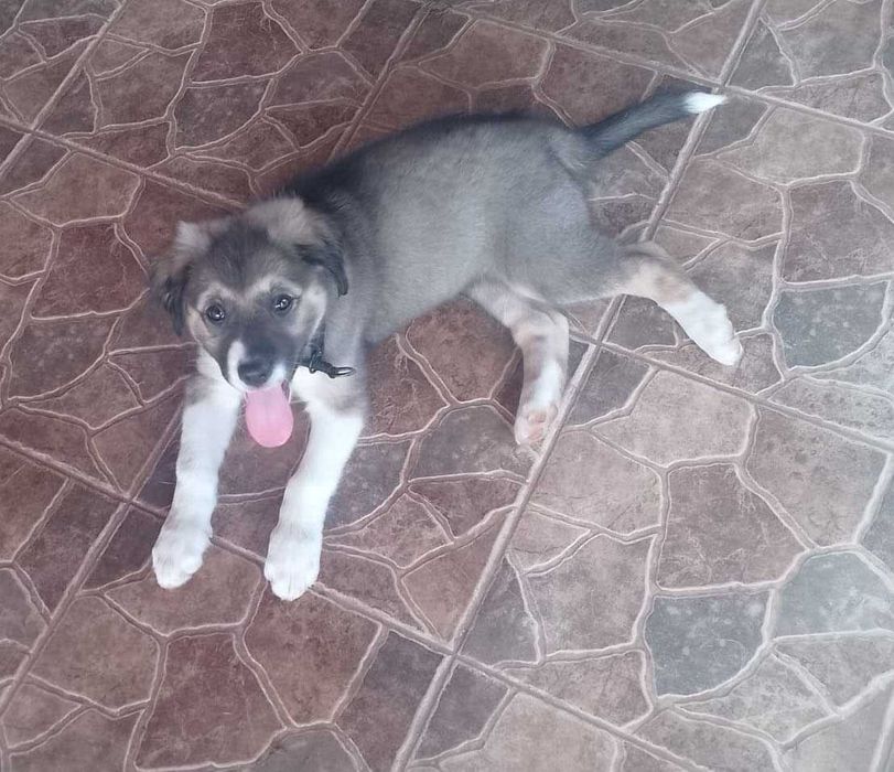 Ofer spre adoptie catelusa 2,5 luni talie medie, oriunde in tara.