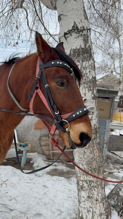 Продаётся мерен 9 лет
