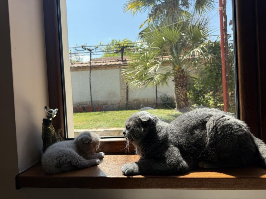 Шотландски клепоухи котета
