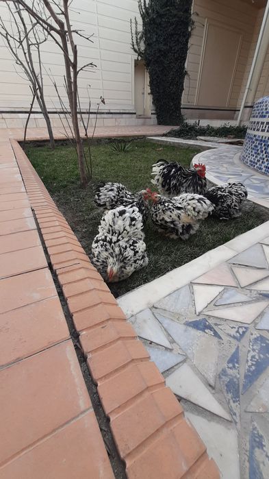 Кохини тухумлари сотилади