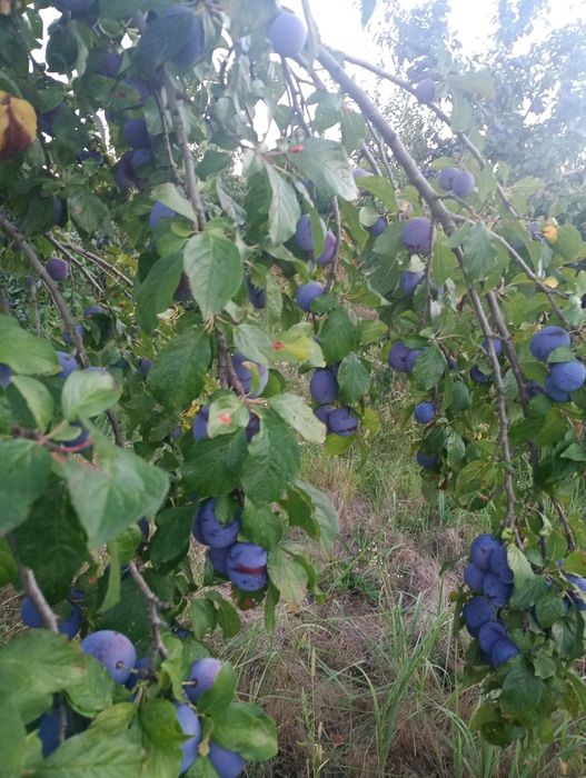 Prune de vânzare