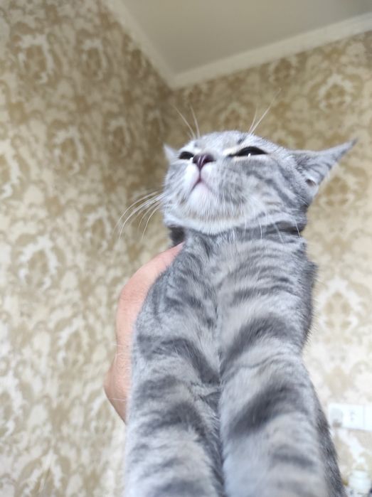 Mushuk British fold toyger bn aralash