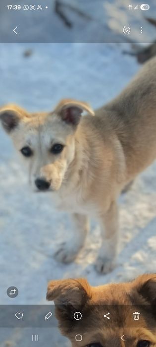 Стерилизованные девочки