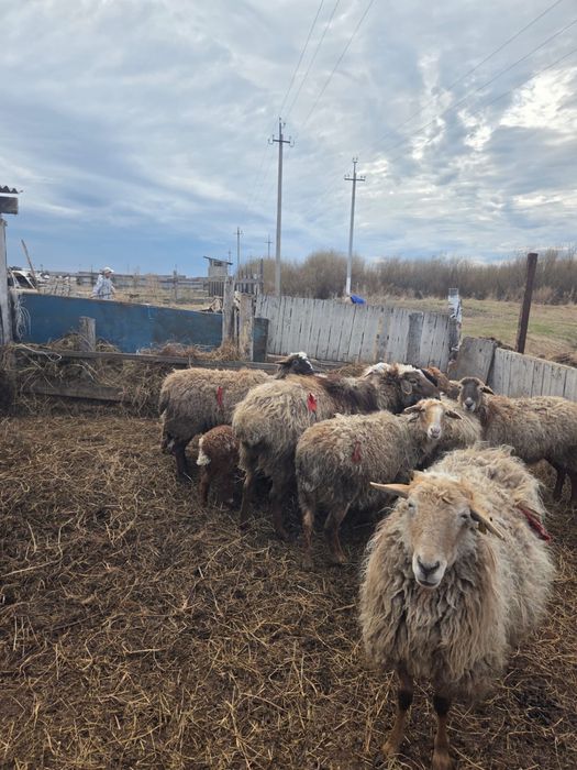 продам стадо баранов