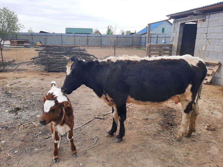 Сүтті Сиырлар бызауымен сатамын