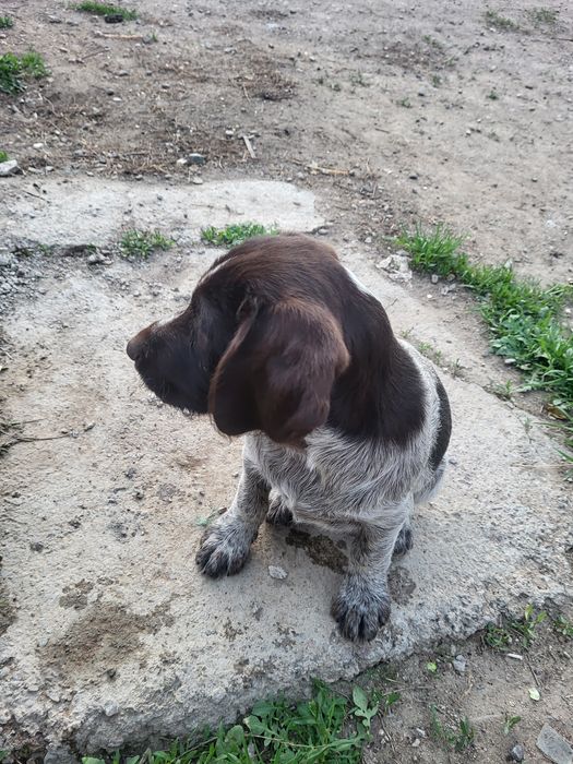 драатхар 2 месяц