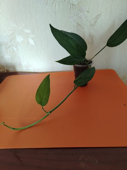 Продам комнатные цветы Пеларгония